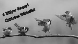 20 Mart "Dünya Serçe Günü"