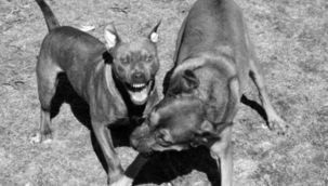 Sahipsiz sokak hayvanları uyutulacak