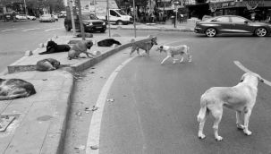 Sokak hayvanları için düzenleme Meclise sunuldu