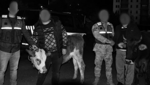 Horasan'da çalındı, Sarıkamış'ta yakalandı