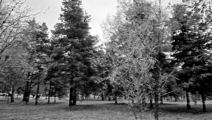 Erzurum'da sis ve kırağı