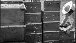 Oltu'da arı üreticilerine destek