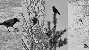 Erzurum'da kış, sis, kuşlar...