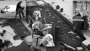 Büyükşehir, barınağın kapasitesini artırıyor