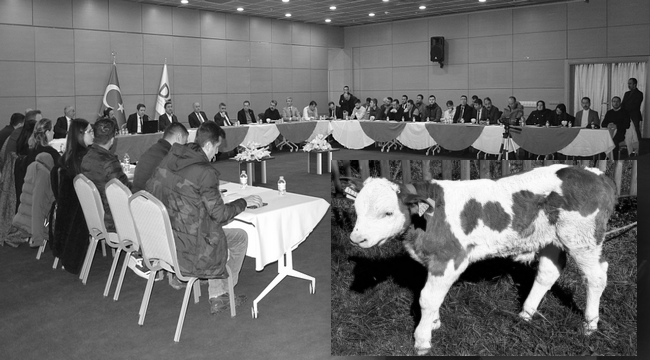 DAP BÖLGESİNDE, 'BUZAĞILAR ÖLMESİN'
