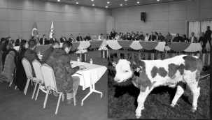 DAP BÖLGESİNDE, 'BUZAĞILAR ÖLMESİN'