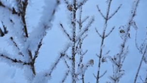 Zemheri soğukları buz kesti