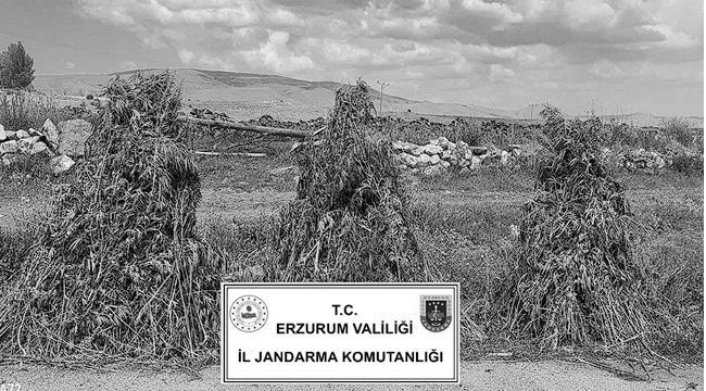 Kök kenevir bitkisi ile mücadele...