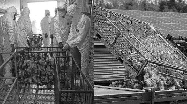 Avrupa'da hızla yayılıyor