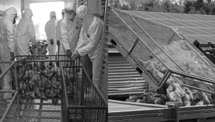 Avrupa'da hızla yayılıyor