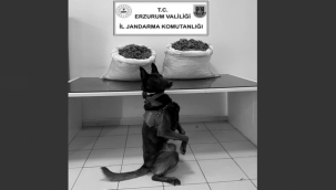 Jandarma'dan uyuşturucu operasyonu