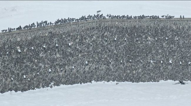 Erzurum'da kar yağışı etkili oluyor