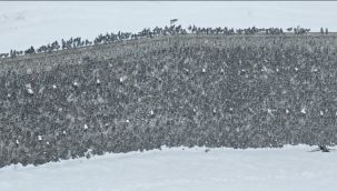 Erzurum'da kar yağışı etkili oluyor