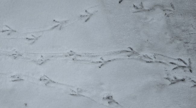 Meteoroloji'den Erzurum ve çevresine uyarı