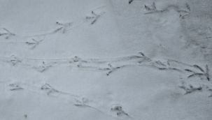 Meteoroloji'den Erzurum ve çevresine uyarı