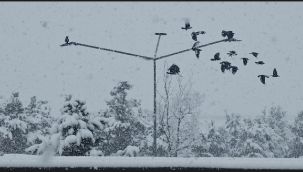 Her yer bahar bize "kış kış..."