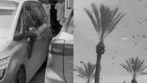 İsrail'de arı istilası...